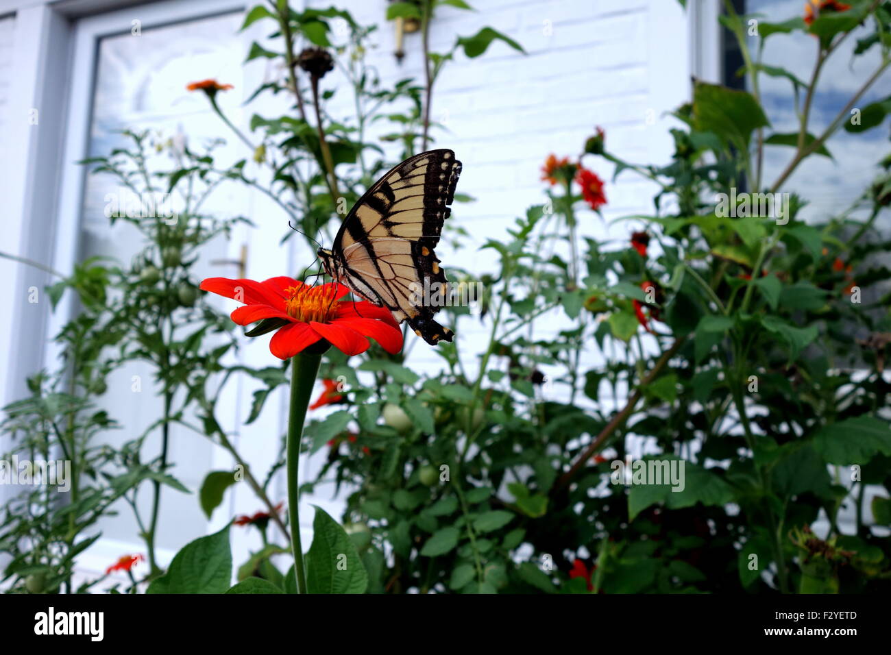Monarch butterfly on Mexican Sunflower in home garden Stock Photo