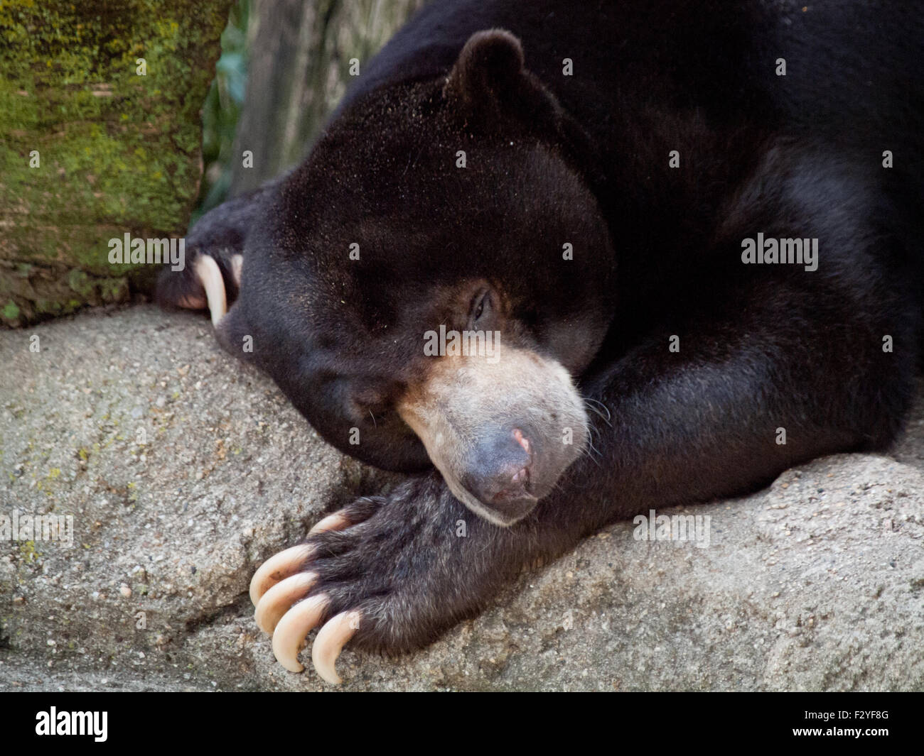 Fong, a male Malayan sun bear, sleepy at the Lincoln Park Zoo in Chicago, Illinois. Stock Photo