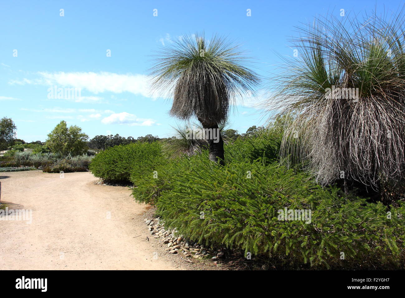 Xanthorrhoea or also known as Grass Tree Stock Photo