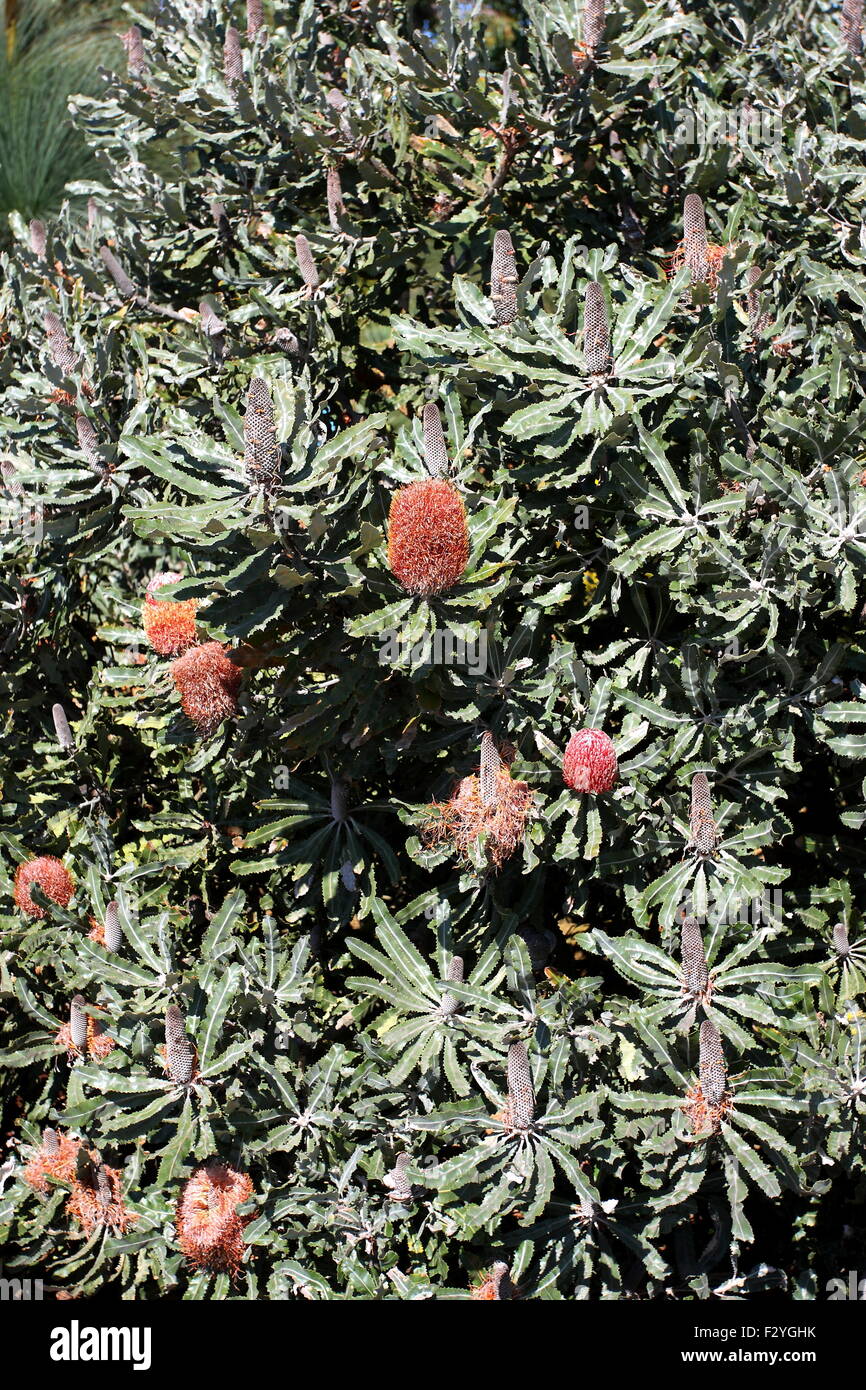 Banksia menziesii or also known as Firewood Banksia Stock Photo