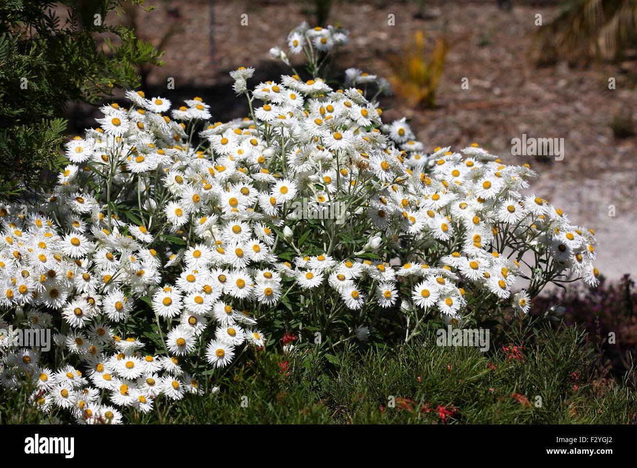 Xenochrysum bracteatum or also known as white Paper daisies Stock Photo