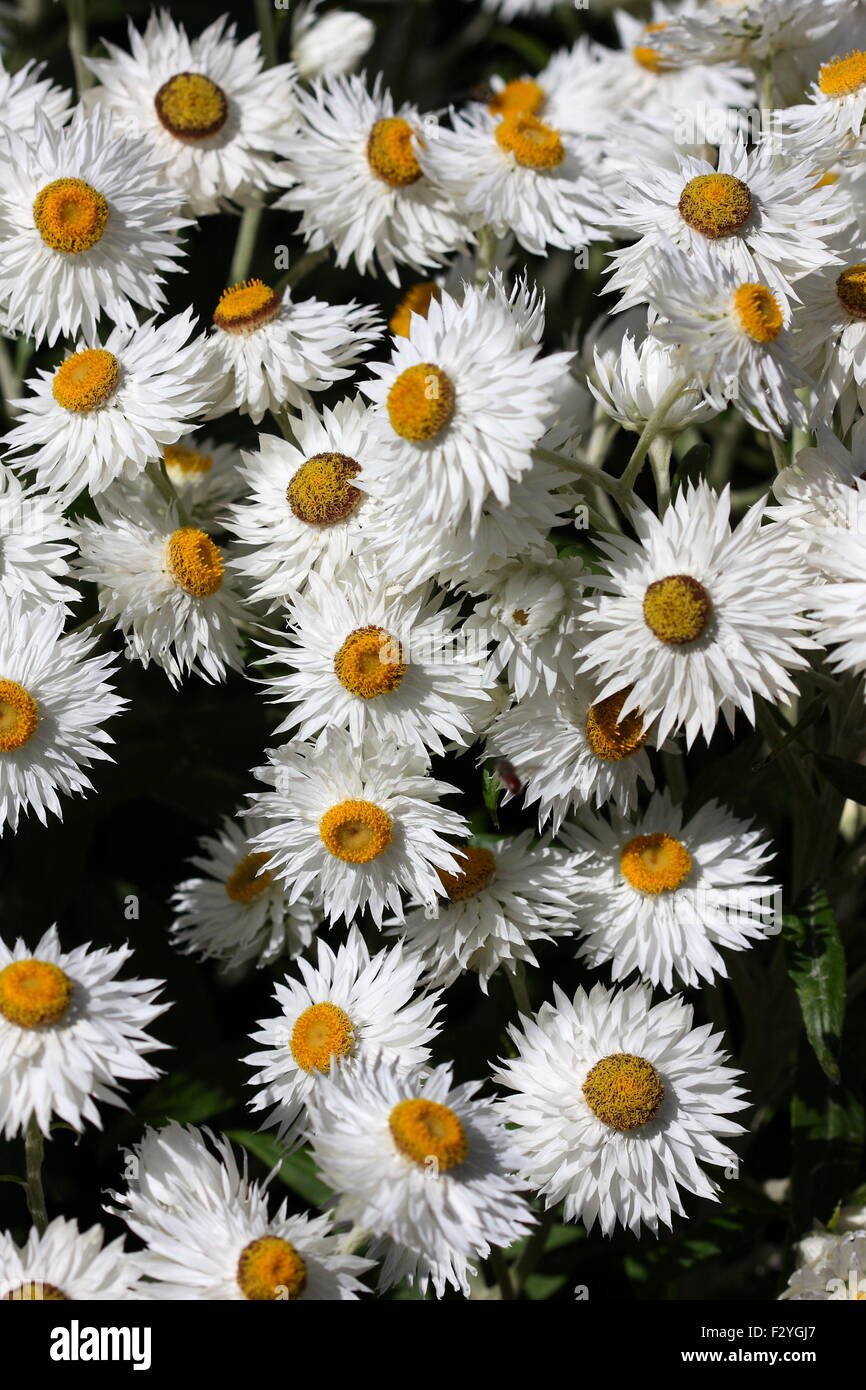 White paper daisy hi-res stock photography and images - Alamy White paper daisy hi-res stock photography and images - Alamy