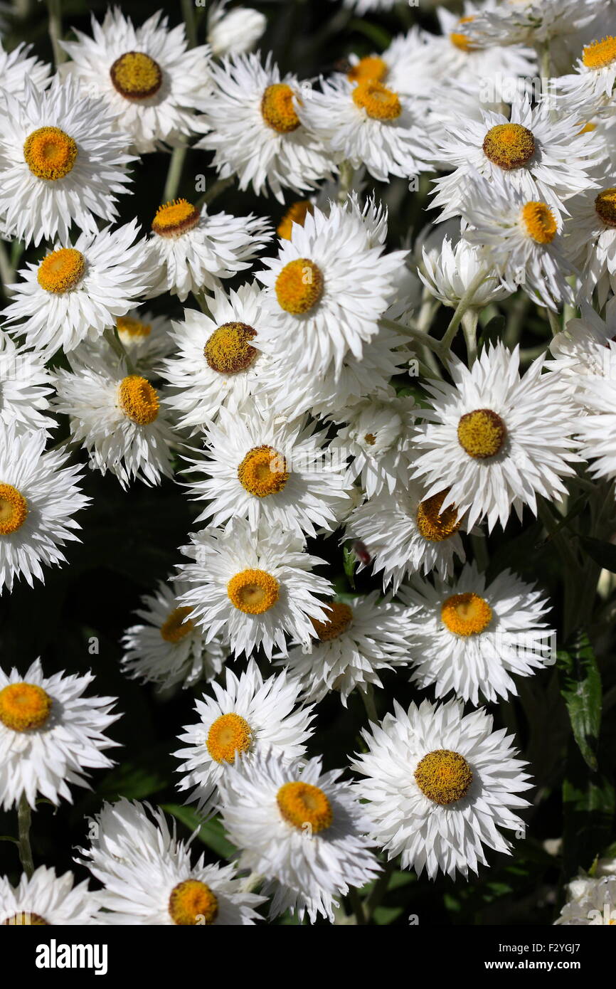 Xenochrysum bracteatum or also known as white Paper daisies Stock Photo