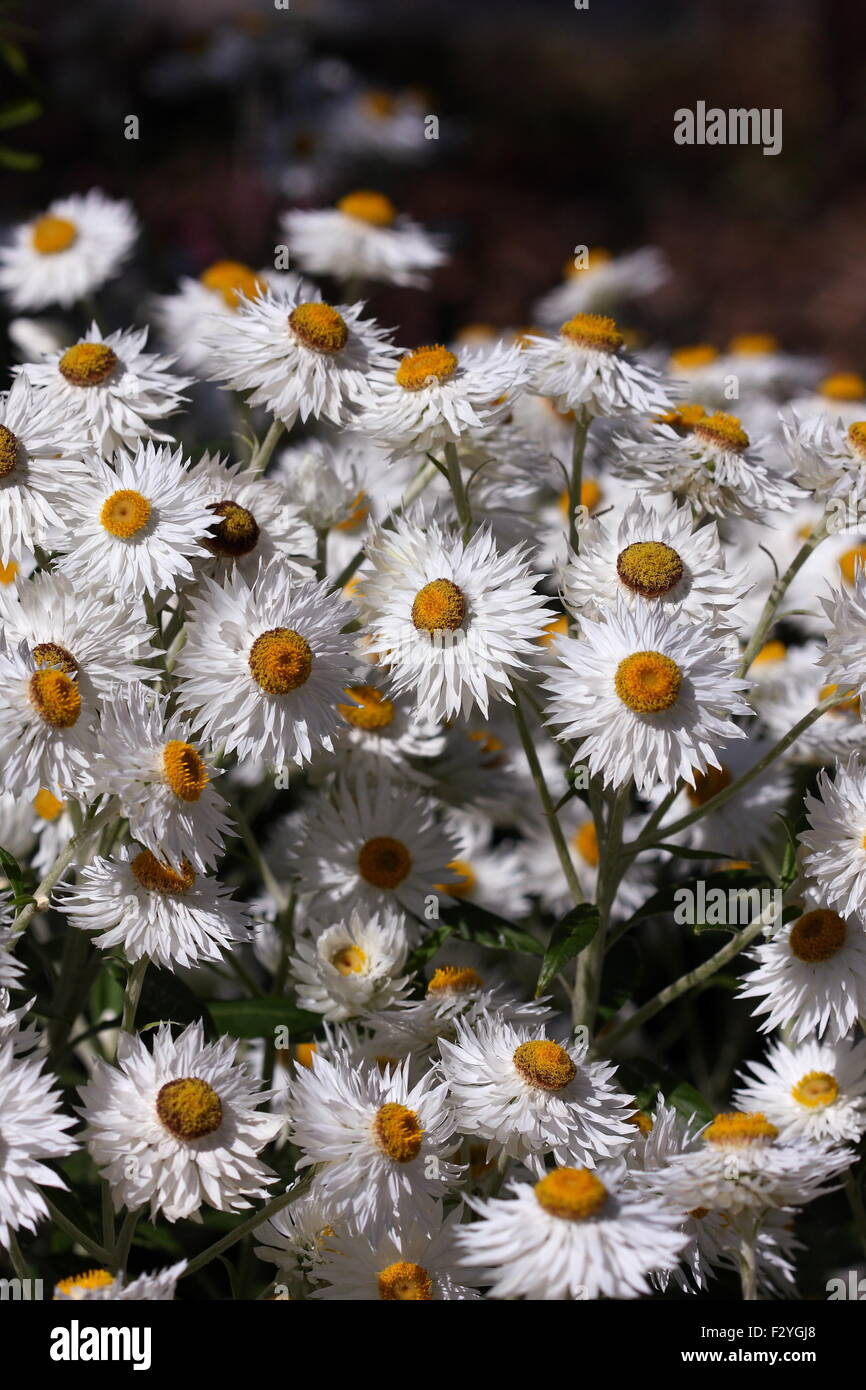 Xenochrysum bracteatum or also known as white Paper daisies Stock Photo