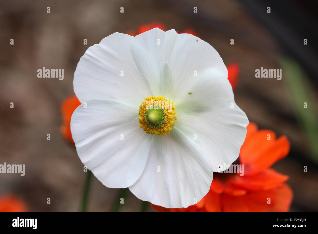 White Ranunculus focusing on the center of the flower Stock Photo