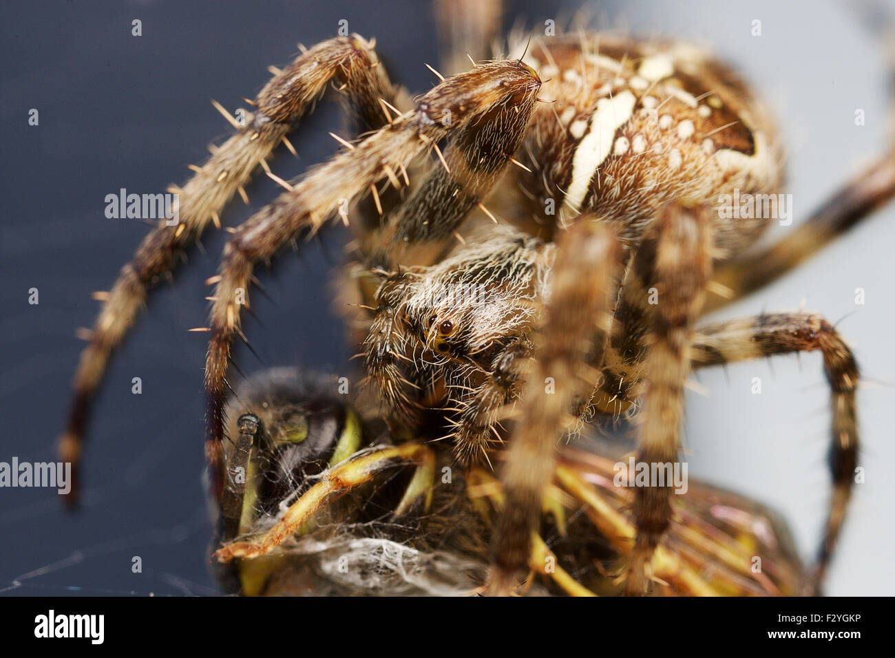 UK . European Garden spider closes in on it's prey - a wasp. Stock Photo