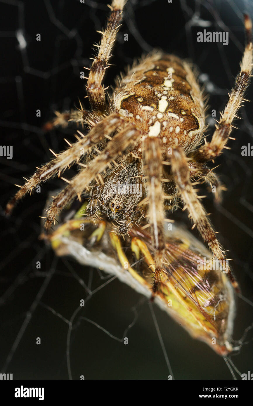 Garden spider wraps up it's latest catch - a wasp. Stock Photo
