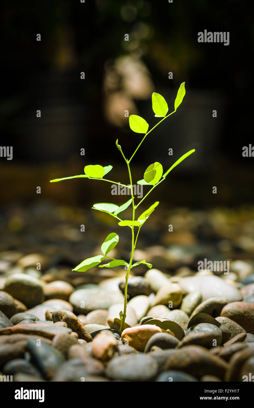 Prosperity concept illustrated by young plant sprout. Stock Photo