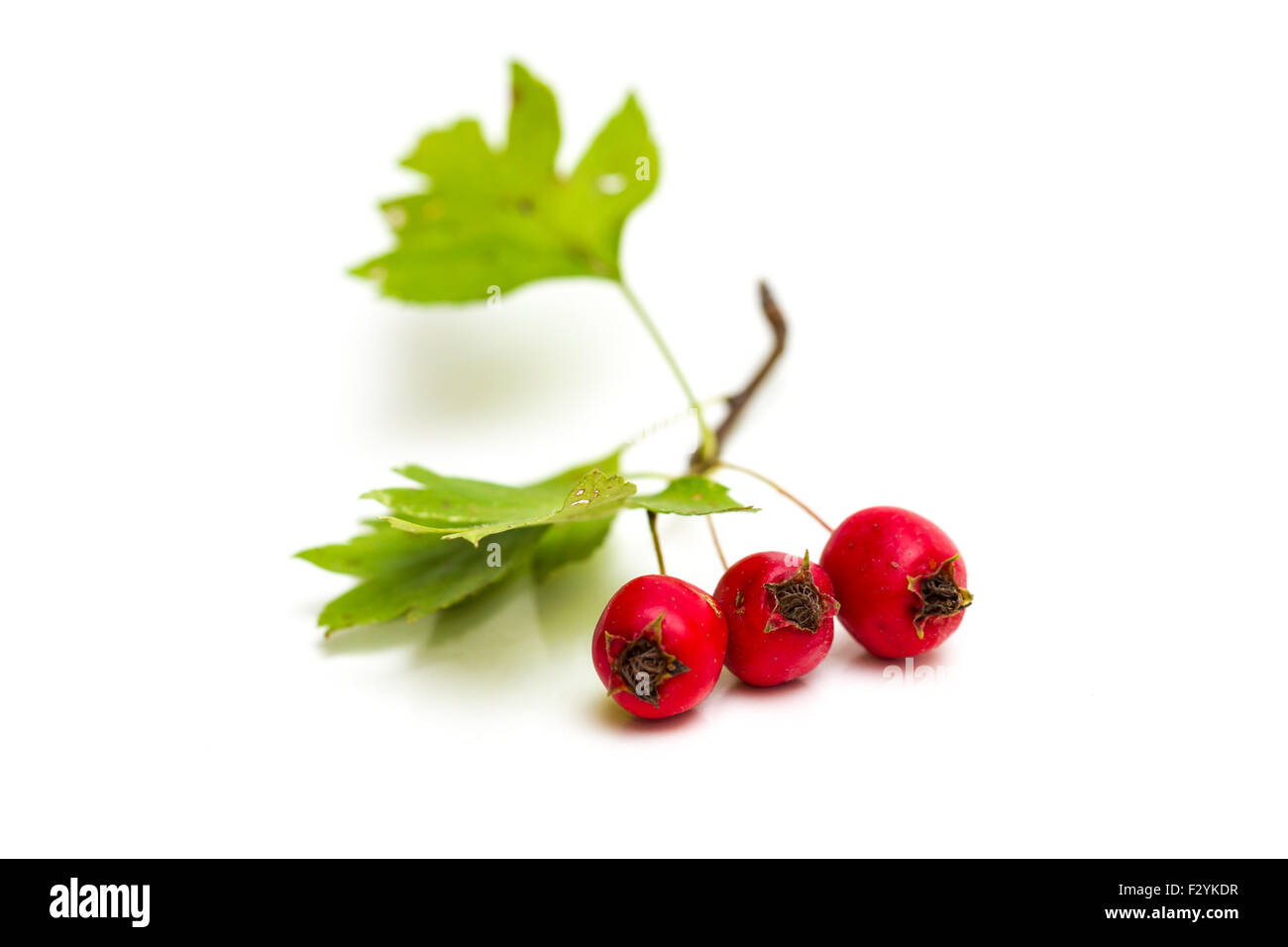 Twig of Hawthorn berries isolated on white background Stock Photo