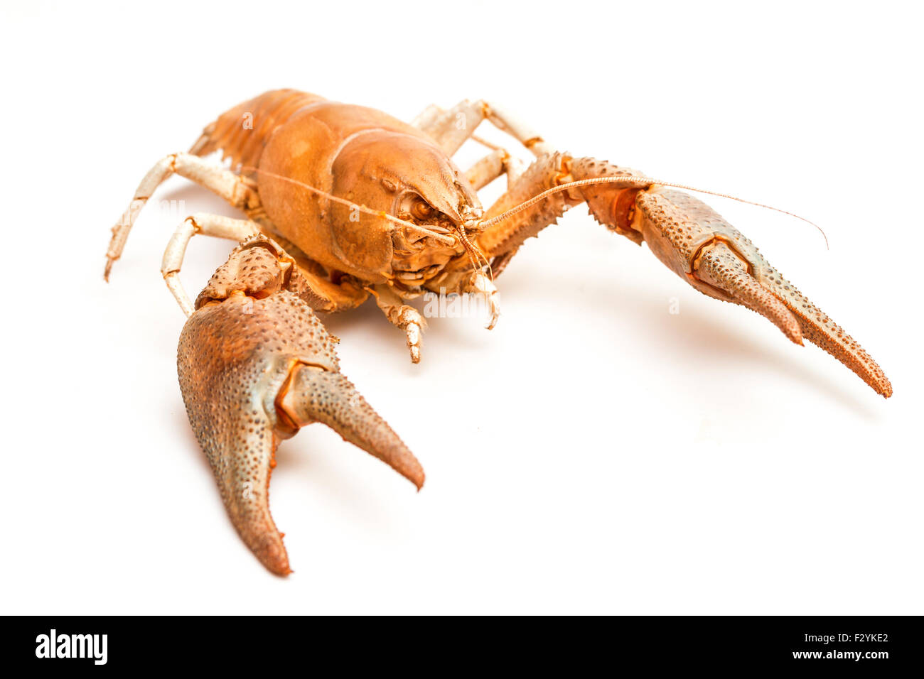 A cooked lobster crab isolated on white background Stock Photo