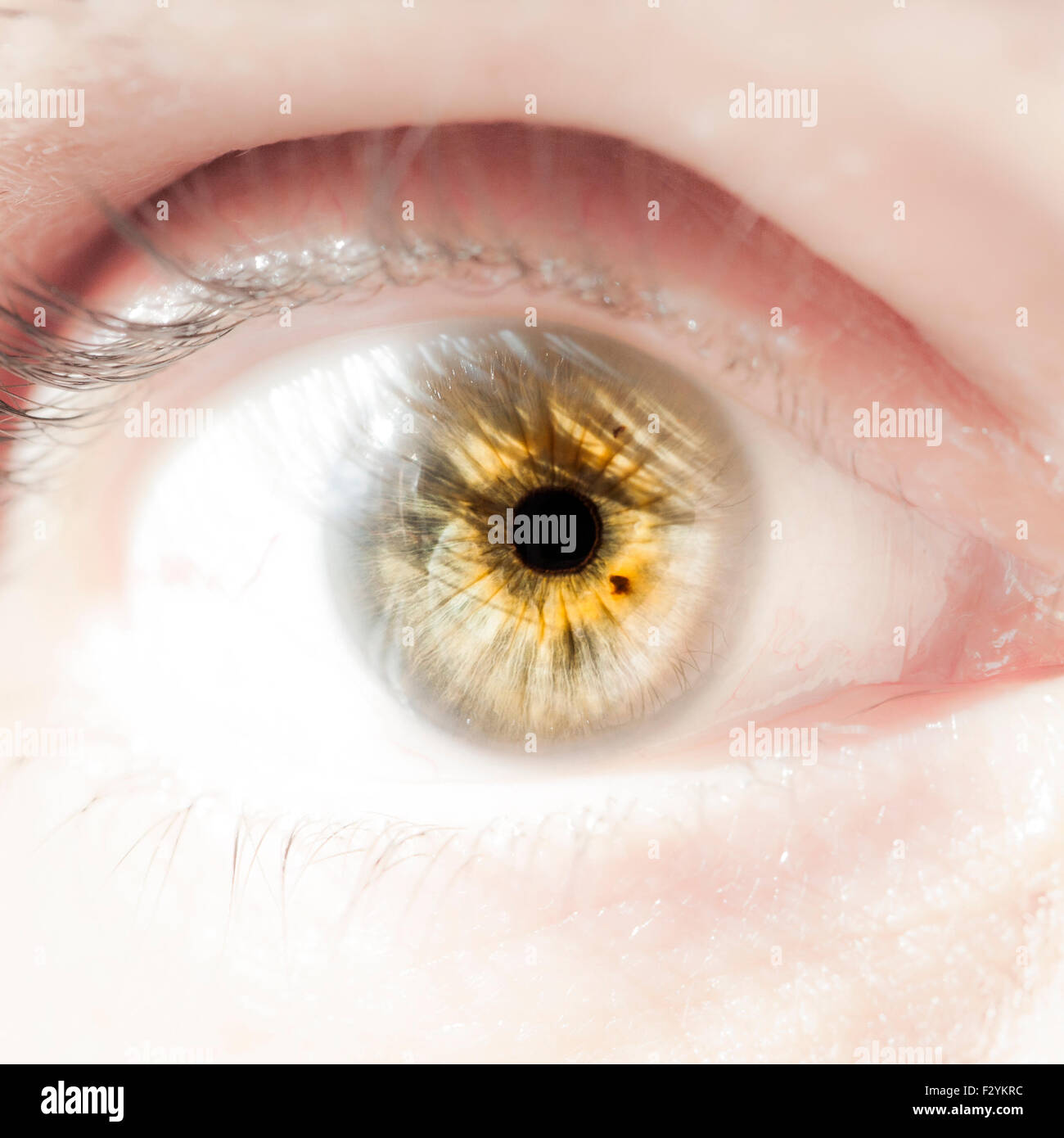 Human Eye Stock Photo