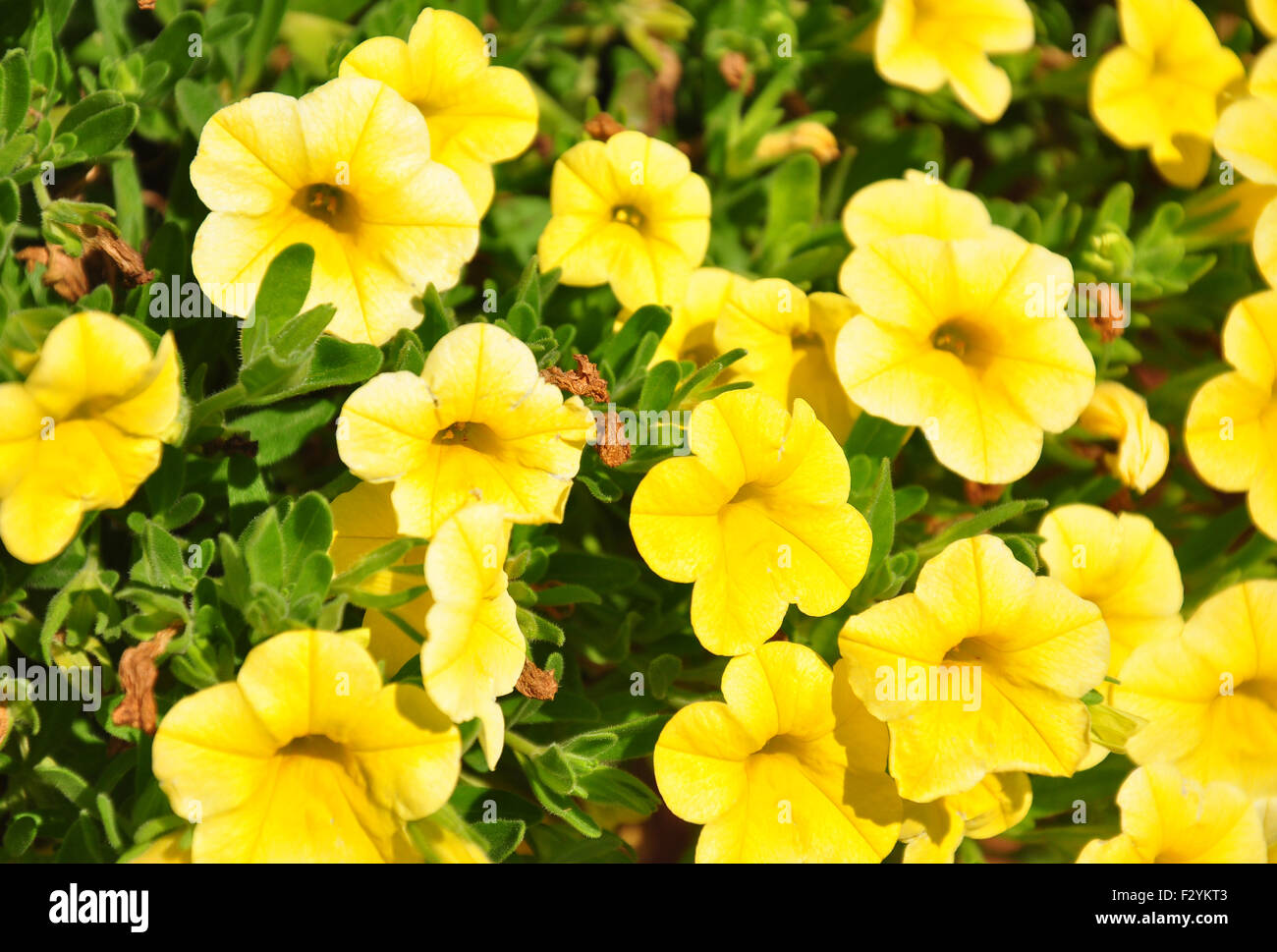 Calibrachoa flowers Stock Photo