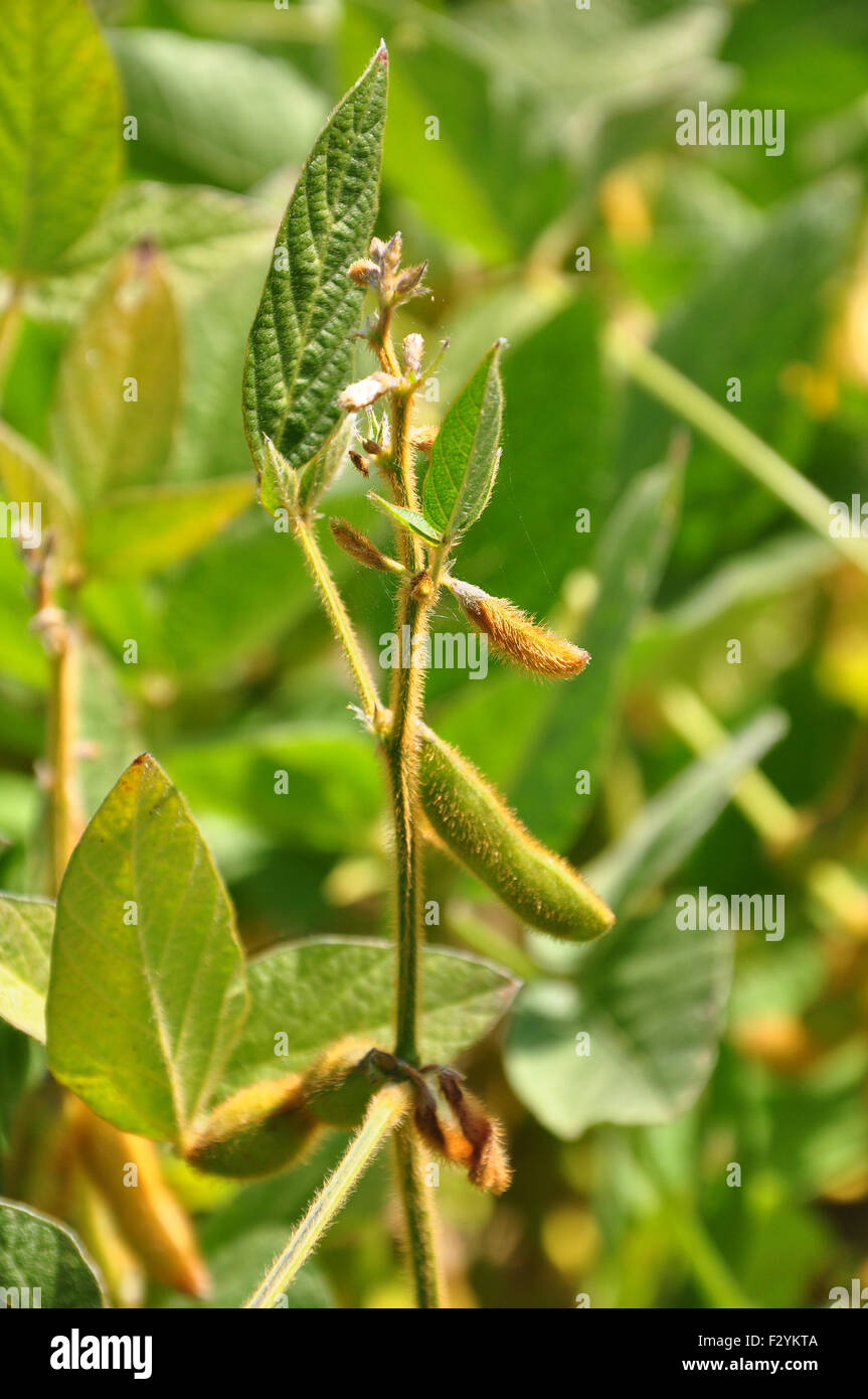 Soybean (Glycine max) Stock Photo