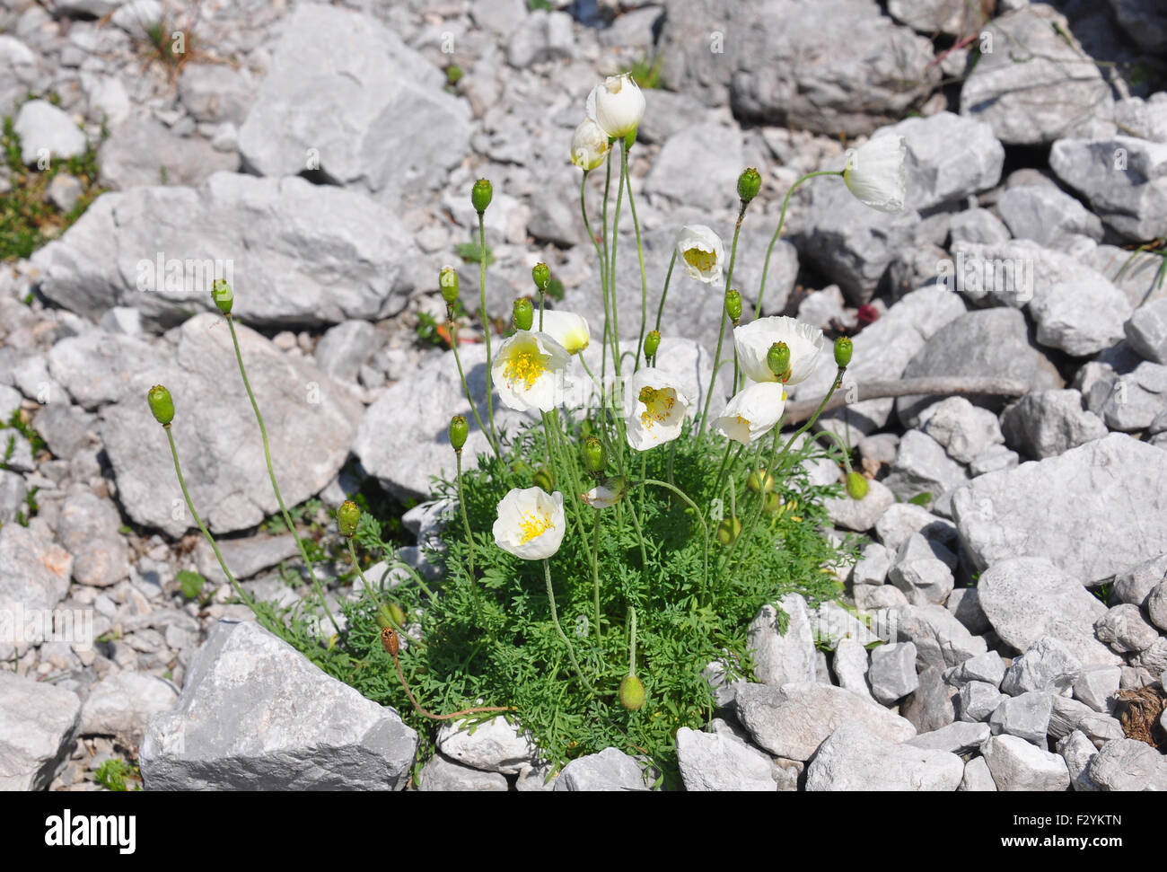 Alpine poppy (Papaver alpinum) Stock Photo
