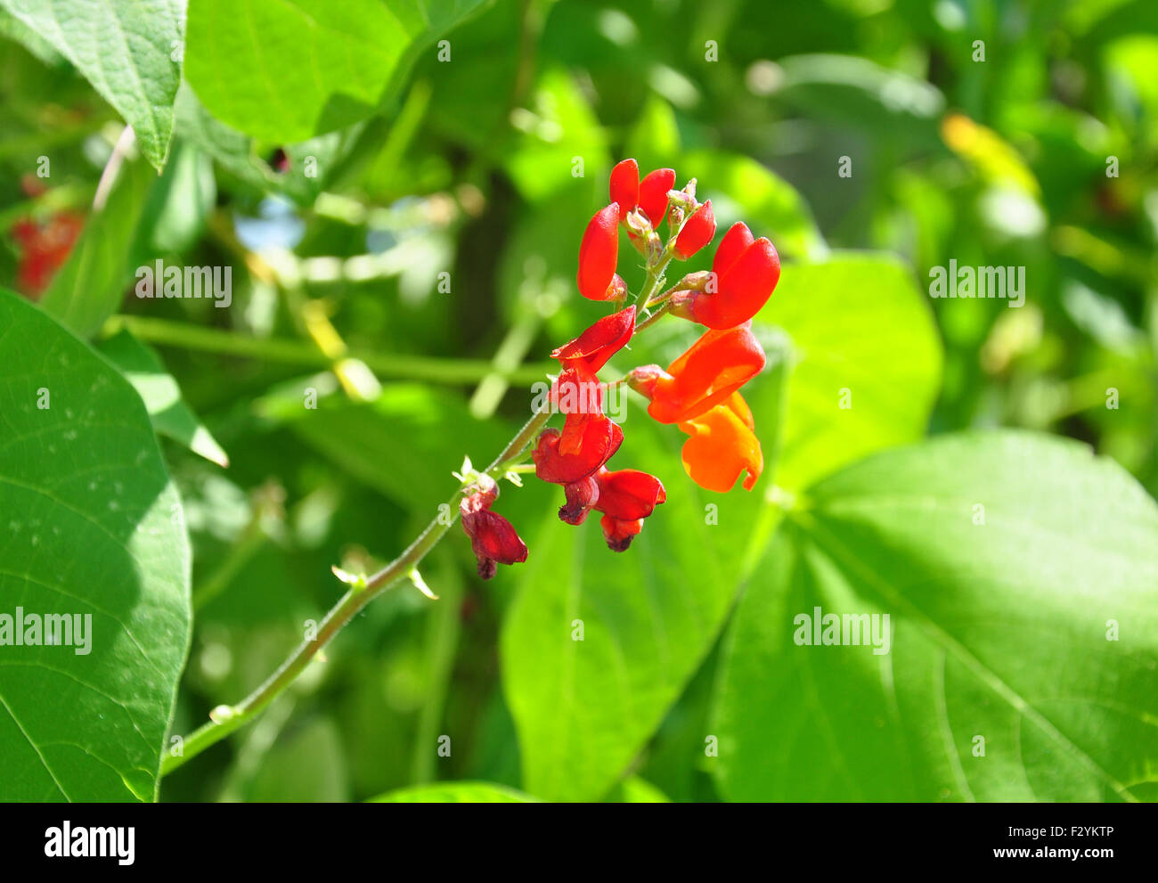 Scarlet runner bean hi-res stock photography and images - Alamy