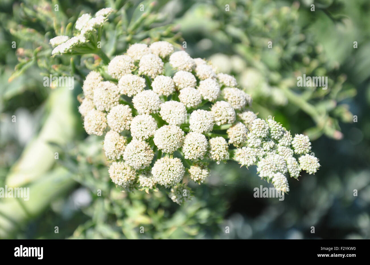 Seseli Seseli gummiferum hi-res stock photography and images - Alamy