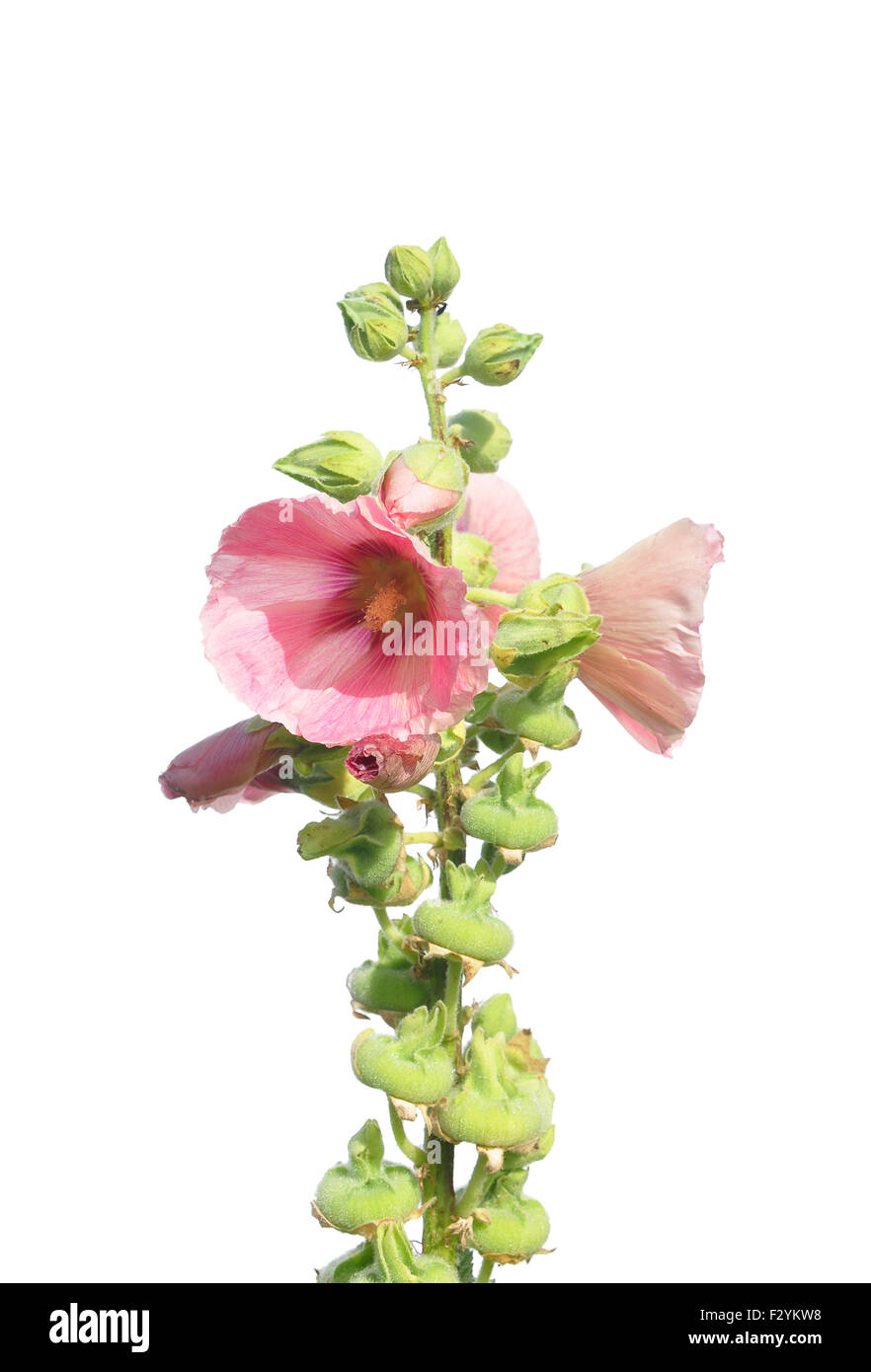 Common hollyhock (Alcea rosea) Stock Photo