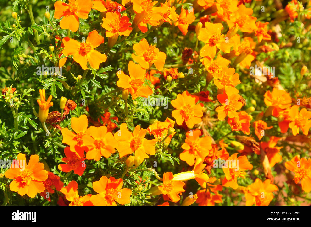 Marigold (Tagetes tenuifolia) Stock Photo