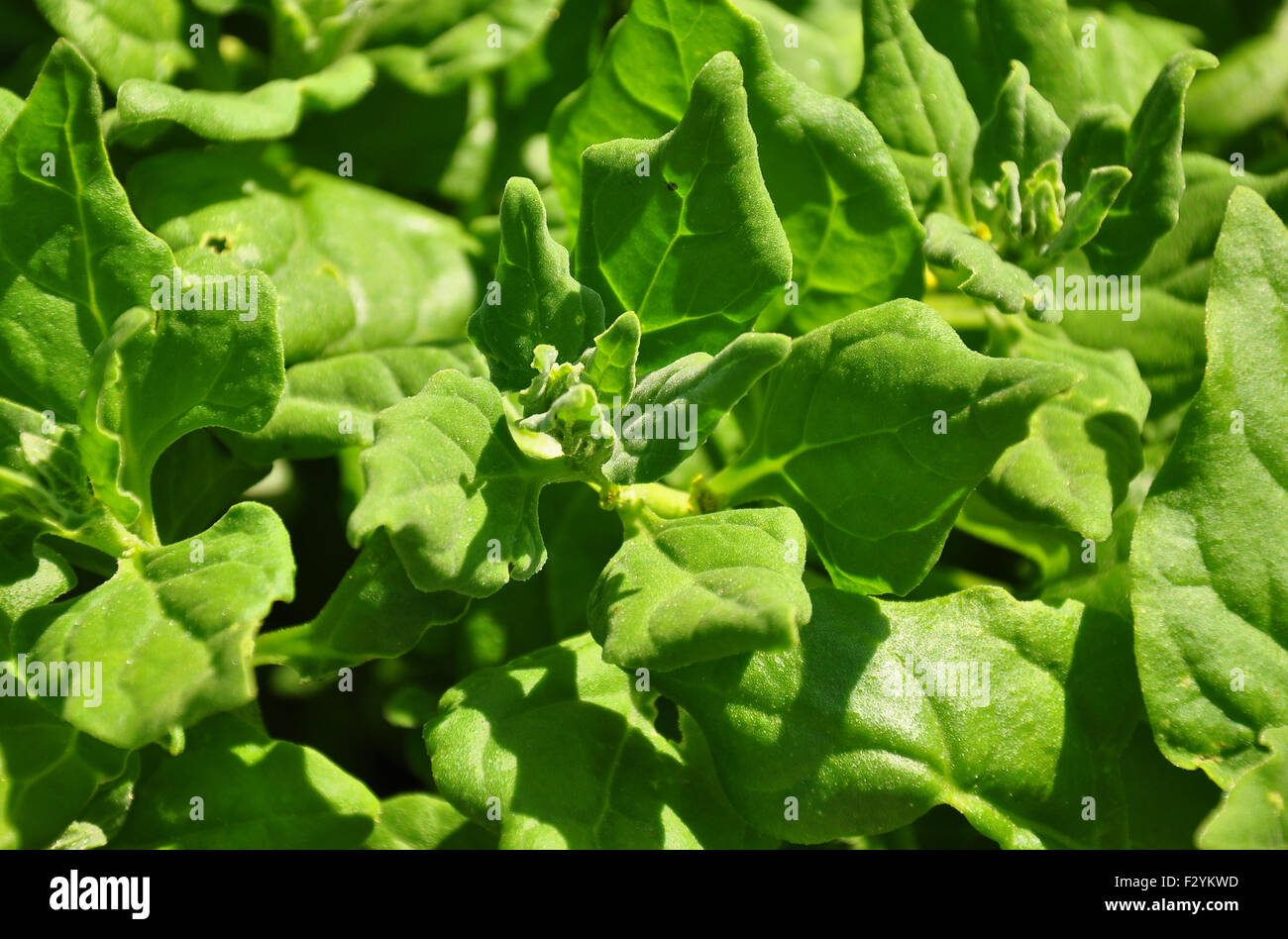 New Zealand spinach (Tetragonia tetragonioides) Stock Photo