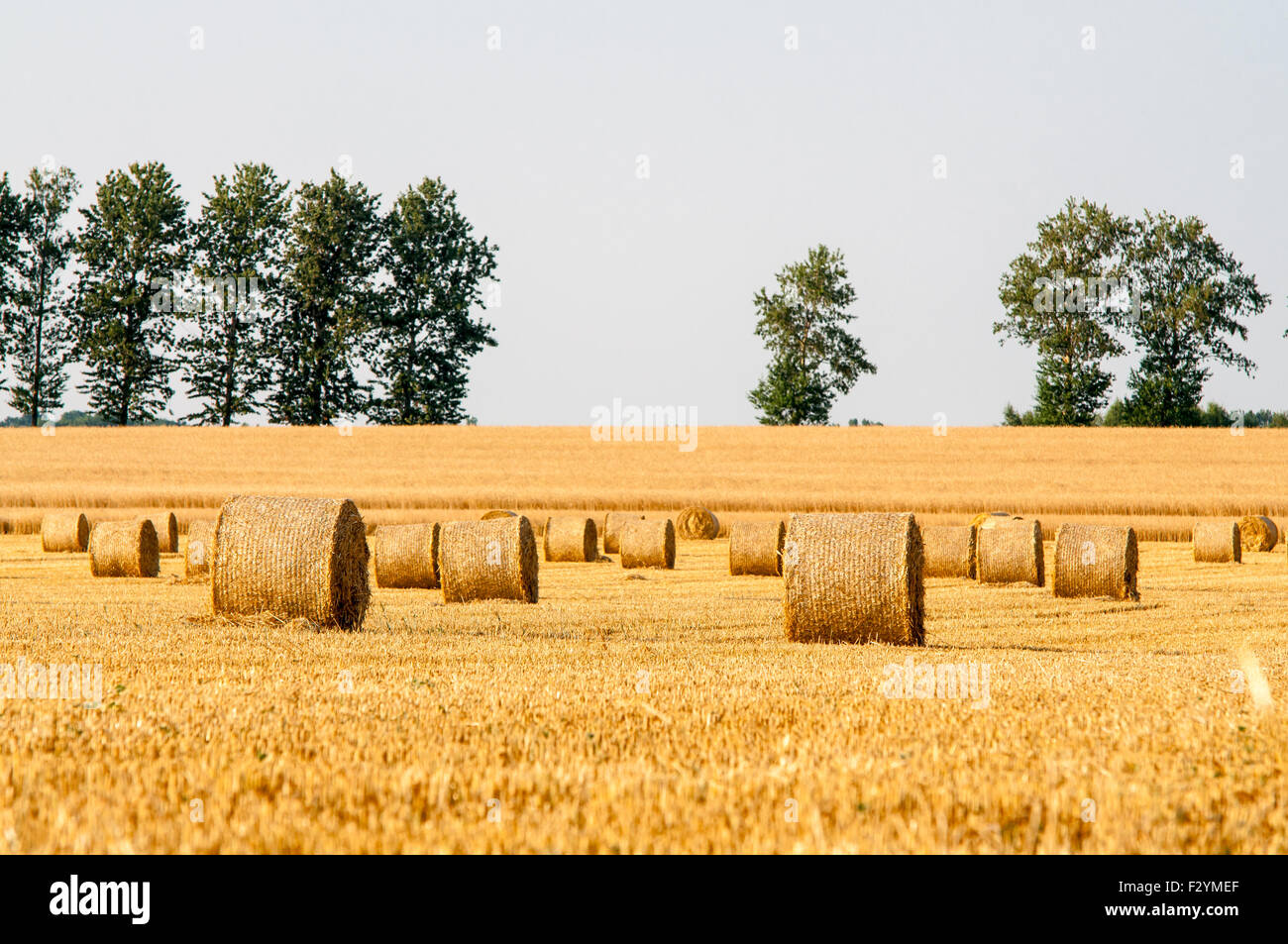 Round straw bales in harvested fields and blue sky Stock Photo - Alamy