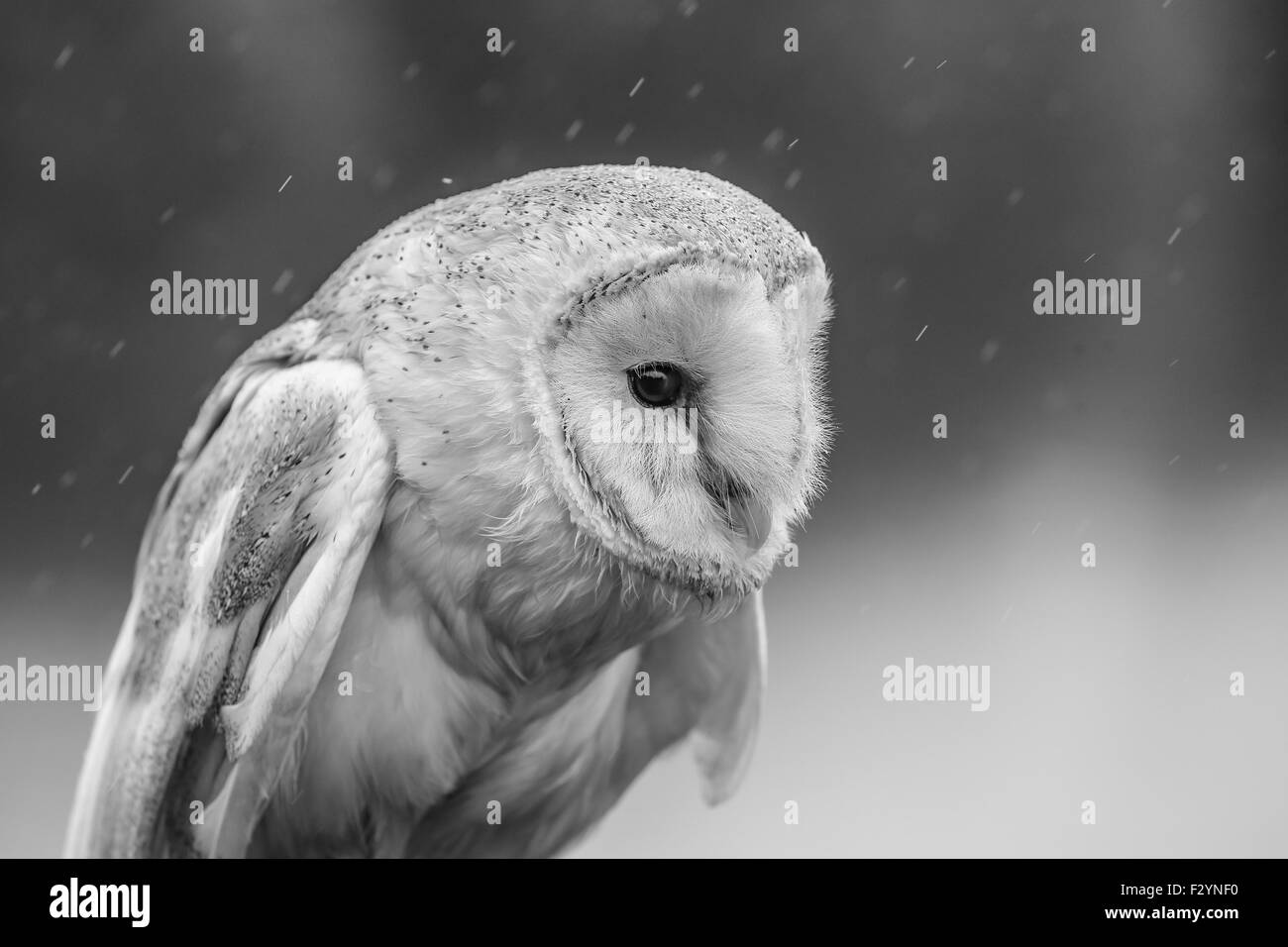 A close up photograph of a barn owl taken in the rain and produced in black and white. Stock Photo