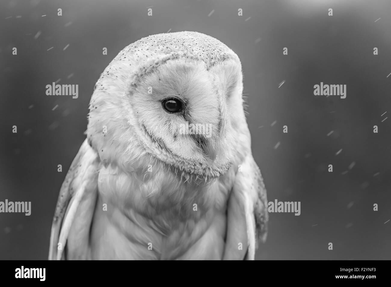 A close up photograph of a barn owl produced in black and white utilising a shallow depth of field. Stock Photo