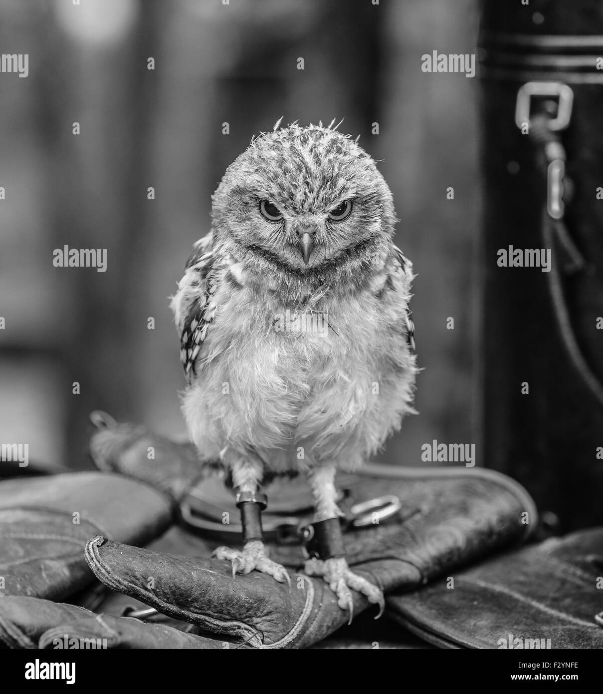 Baby burrowing owl perched on handlers glove, looking straight at the camera and edited into black and white. Stock Photo