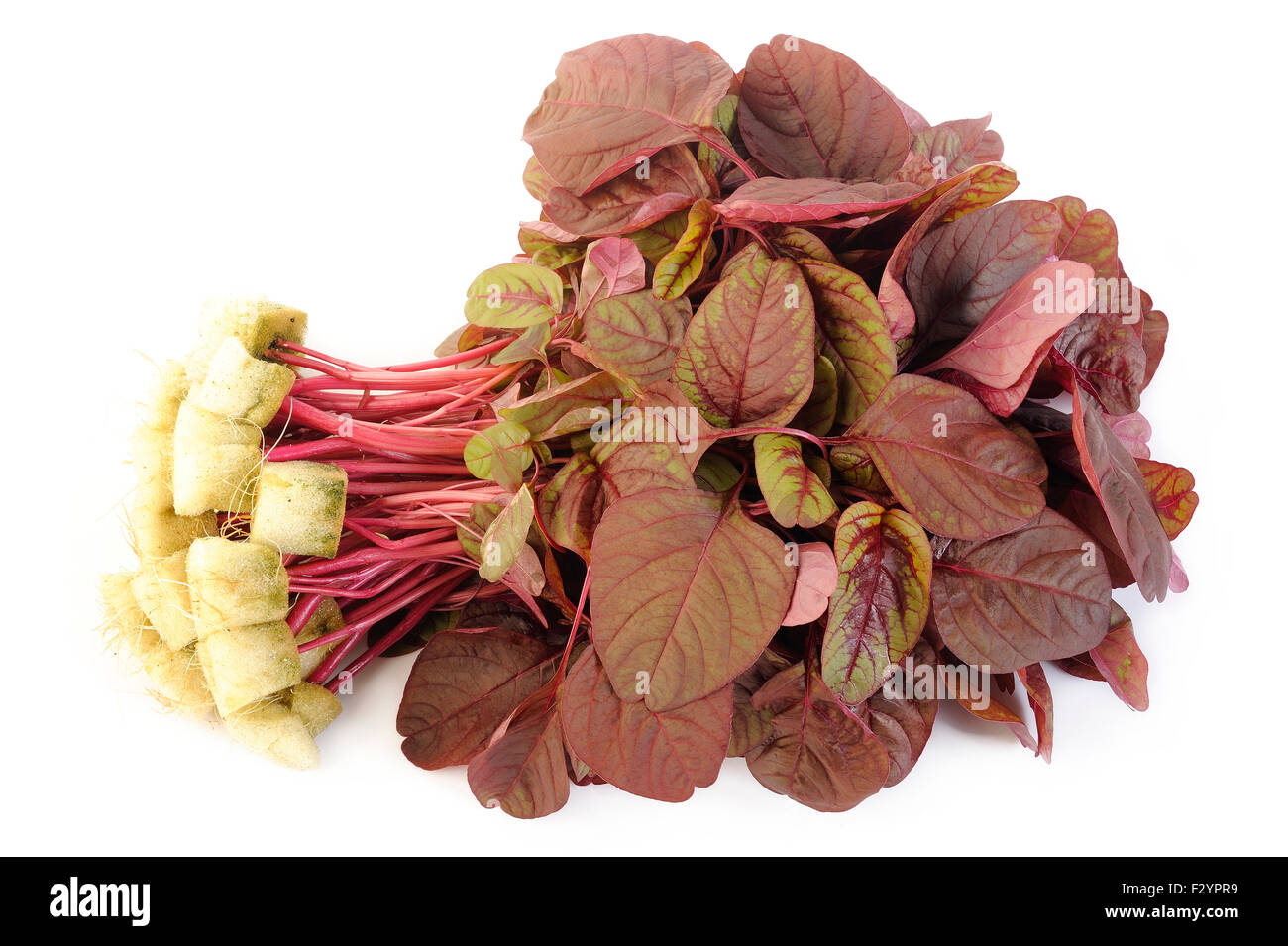 red spinach on white background Stock Photo