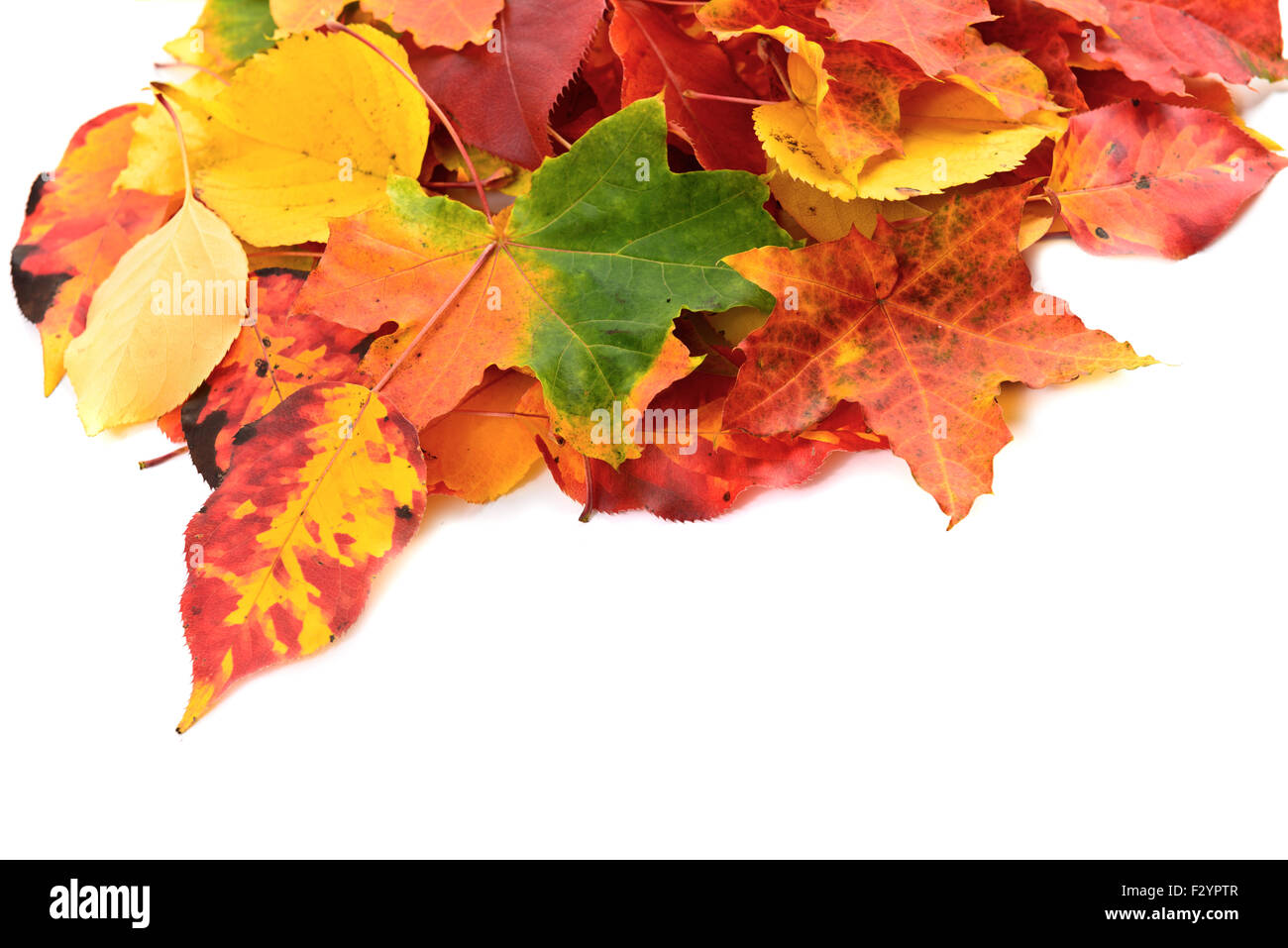 Fall leaves background with copy space Stock Photo