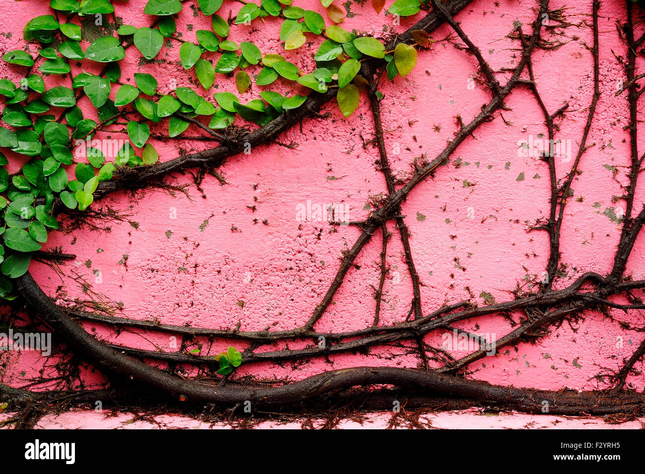 Creeper Plant High Resolution Stock Photography and Images Alamy