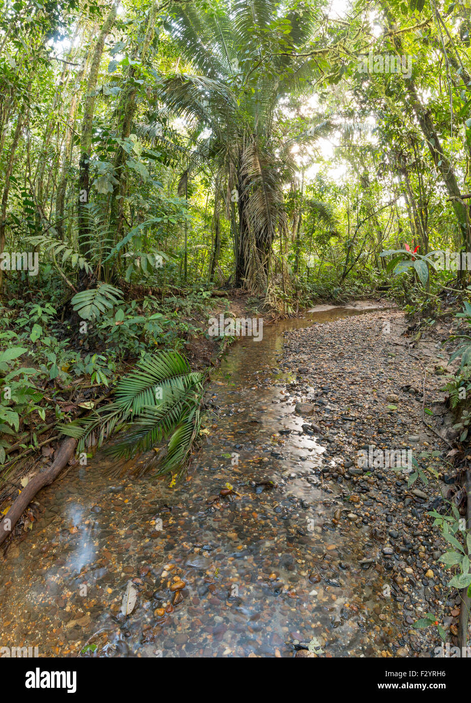 Gravel bottomed stream running through tropical rainforest in the Ecuadorian Amazon Stock Photo