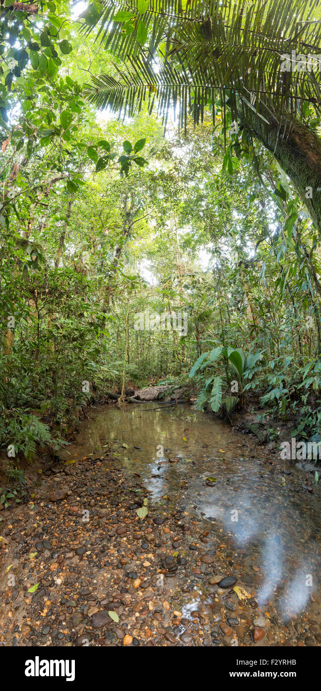 Gravel bottomed stream running through tropical rainforest in the Ecuadorian Amazon Stock Photo