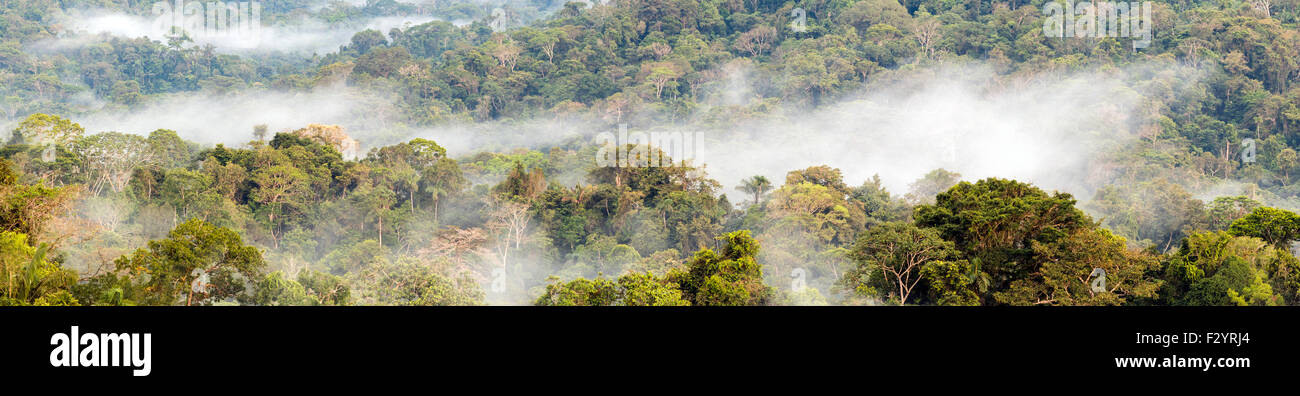 Rainforest panorama with mist rising from the forest canopy after rain. In the Ecuadorian Amazon. Stock Photo