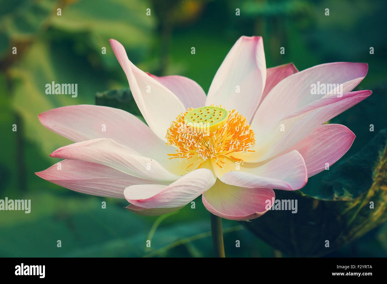 water lily in pond close up Stock Photo - Alamy