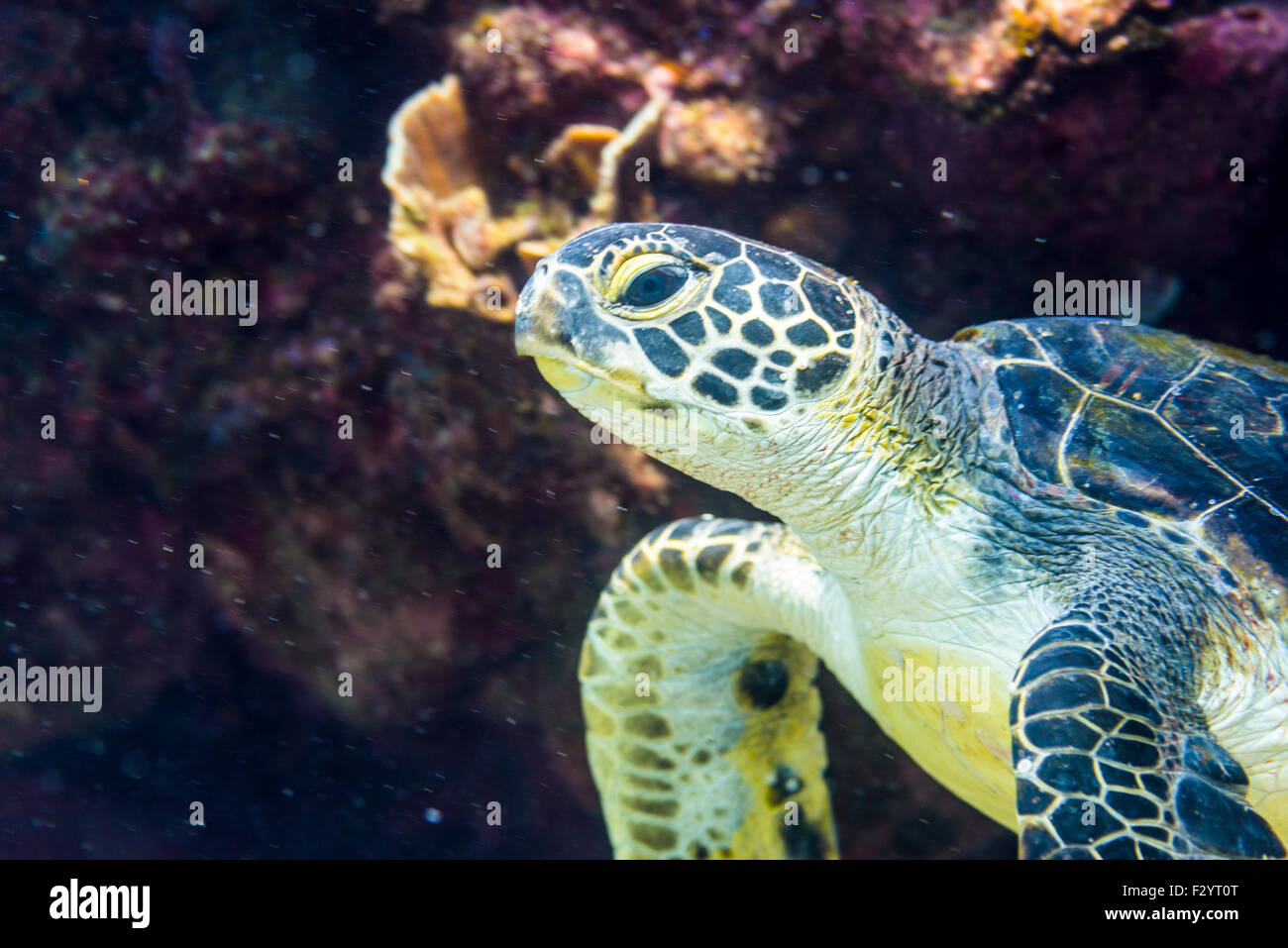 green sea turtle (Chelonia mydas),at Kashiwajima island, Otsuki, Kochi,shikoku,  Japan Stock Photo