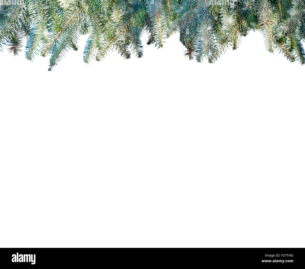 Pine branches isolated on white background Stock Photo - Alamy