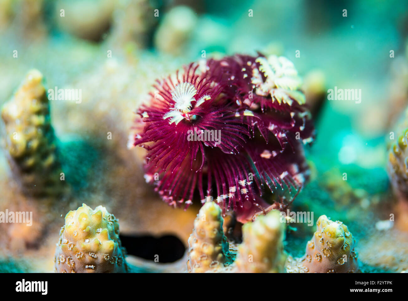 Christmas tree worms. It's named after Christmas treelike crowns