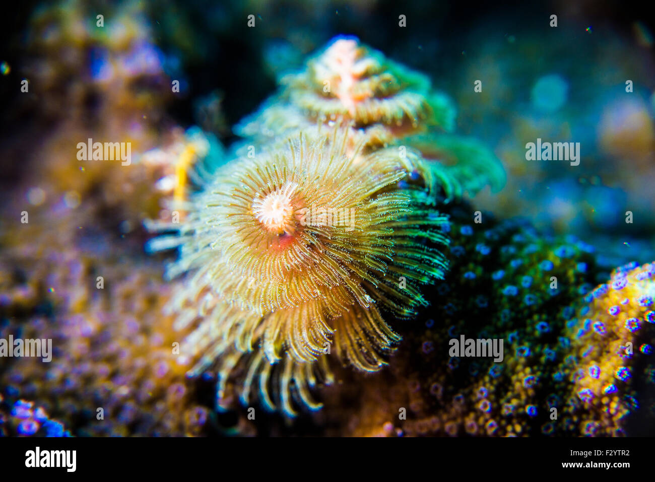 Christmas tree worms. It's named after Christmas treelike crowns