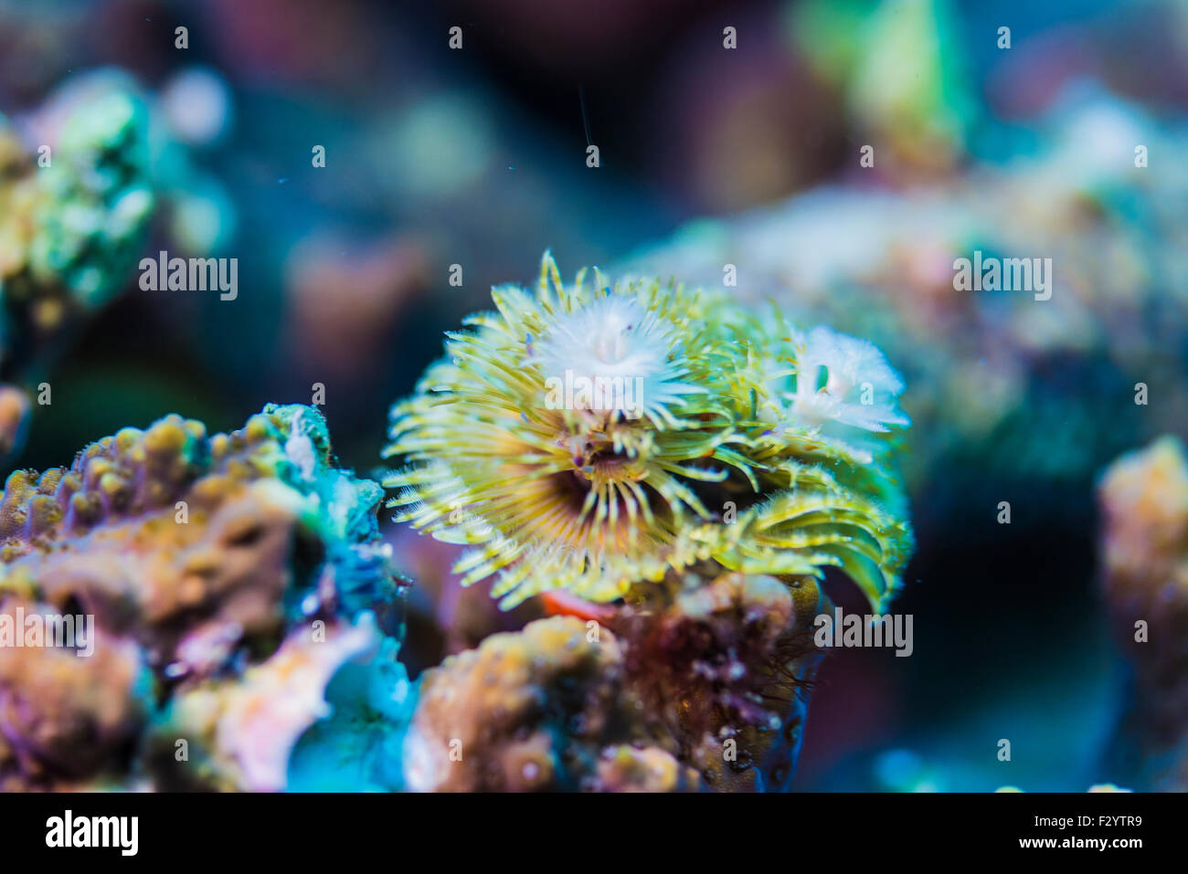 Scientific name spirobranchus giganteus hires stock photography and