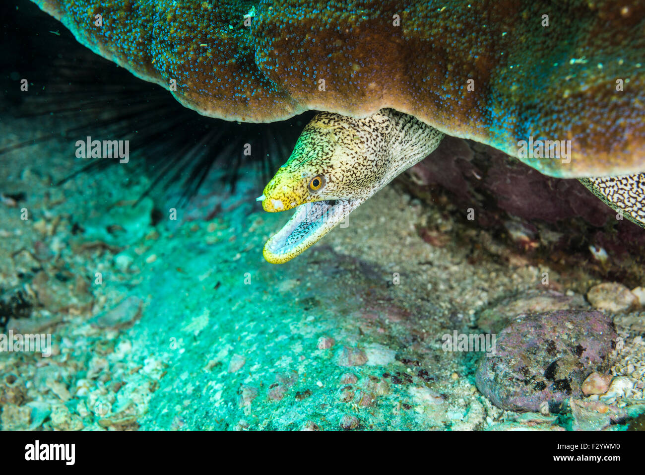 Kidako Moray ( Gymnothorax kidako ). at Kashiwajima island, Otsuki