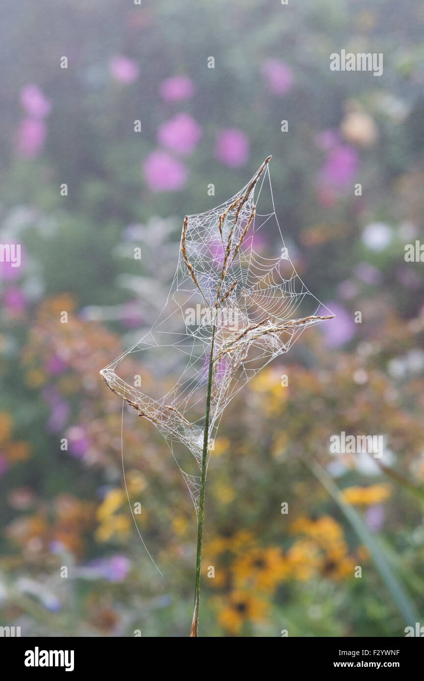 Mist covered Spiders webs in an english garden in autumn Stock Photo