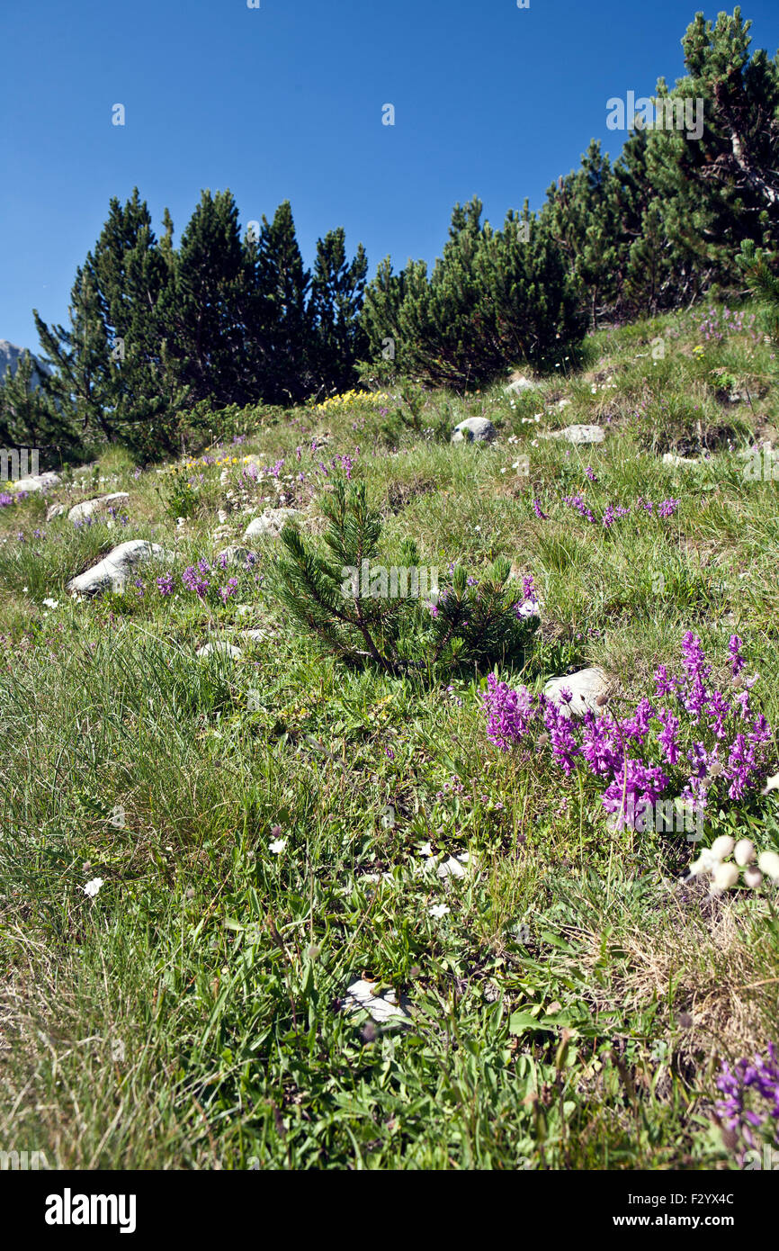 Alpine meadow and dwarf pines in Pirin National Park Bulgaria Stock Photo