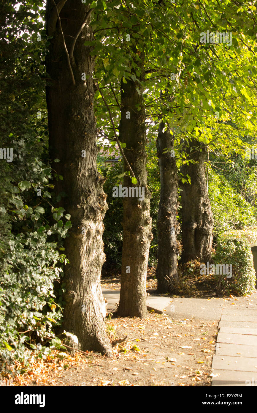 Four trees in a line with a path running down one side and it runs inbetween the first two, green leaves hang down. Stock Photo