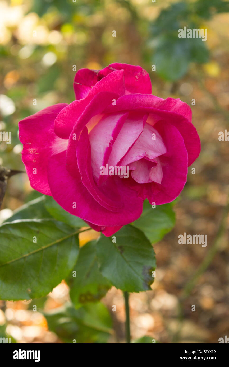 A red rose with green leaves below it. blurred background with grass and sun pattern. Stock Photo