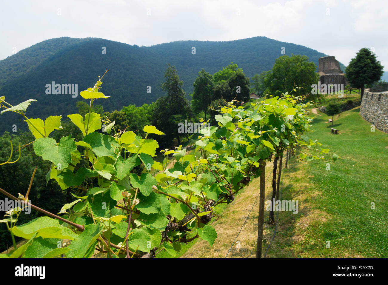 Vine grapes plants growing in Piedmont region , northern Italy Stock