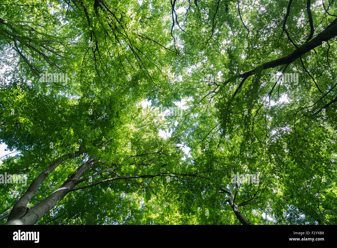 A low angle view of a tree canopy in a forest with space for text Stock Photo