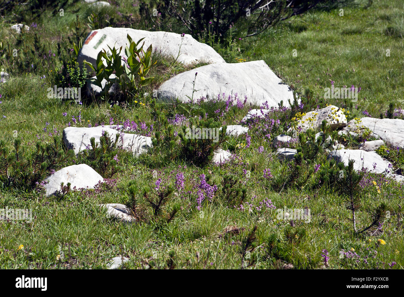 Alpine meadow in Pirin National Park Bulgaria Stock Photo