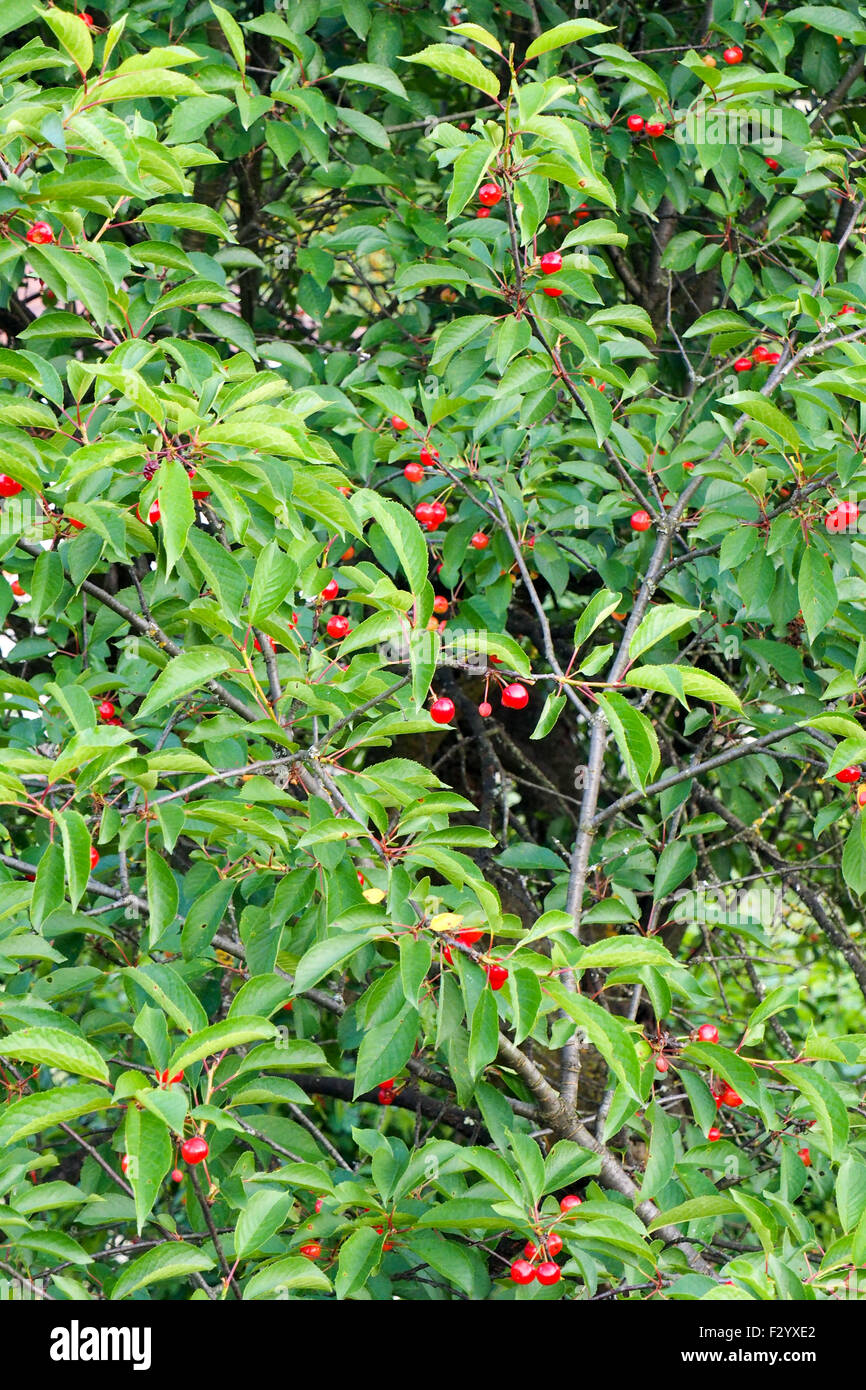 Ripe cherries on a cherry tree. Stock Photo