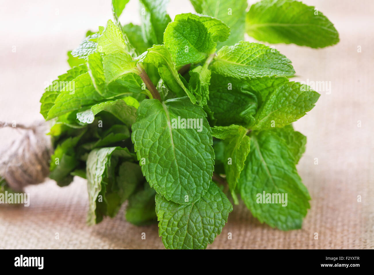 Fresh mint bunch on a garden table Stock Photo