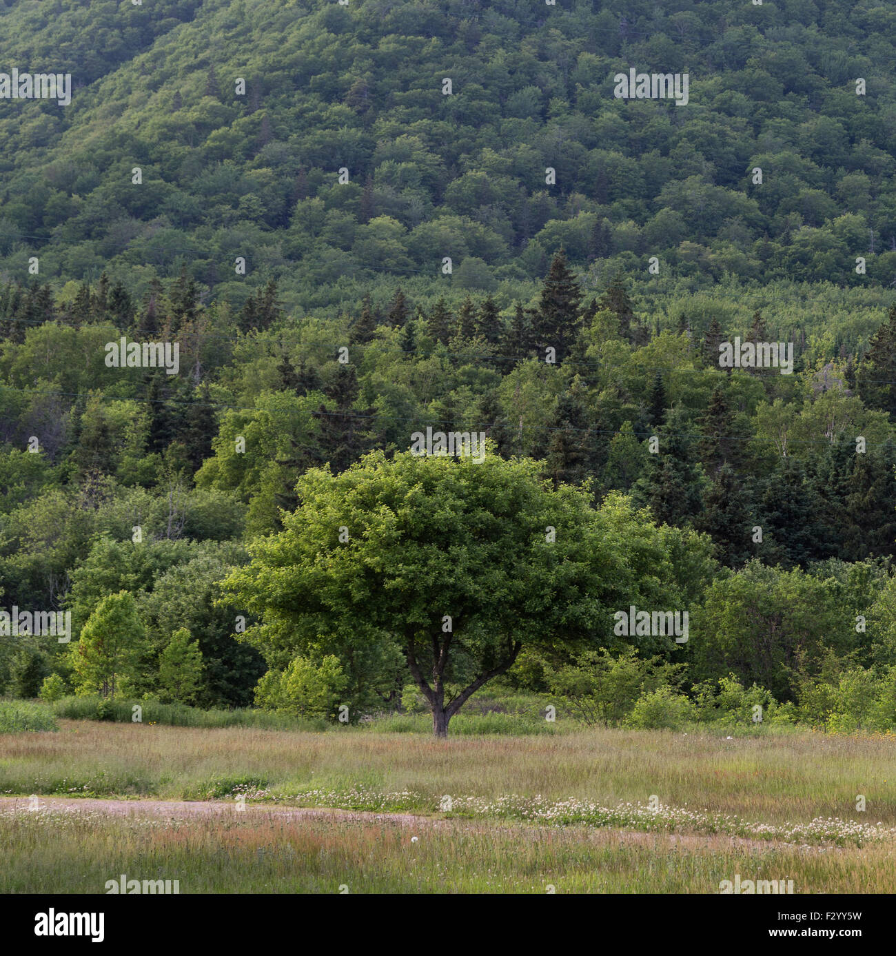Trees, Hills in the countryside of Cape Breton Island in Nova Scotia Canada. Stock Photo